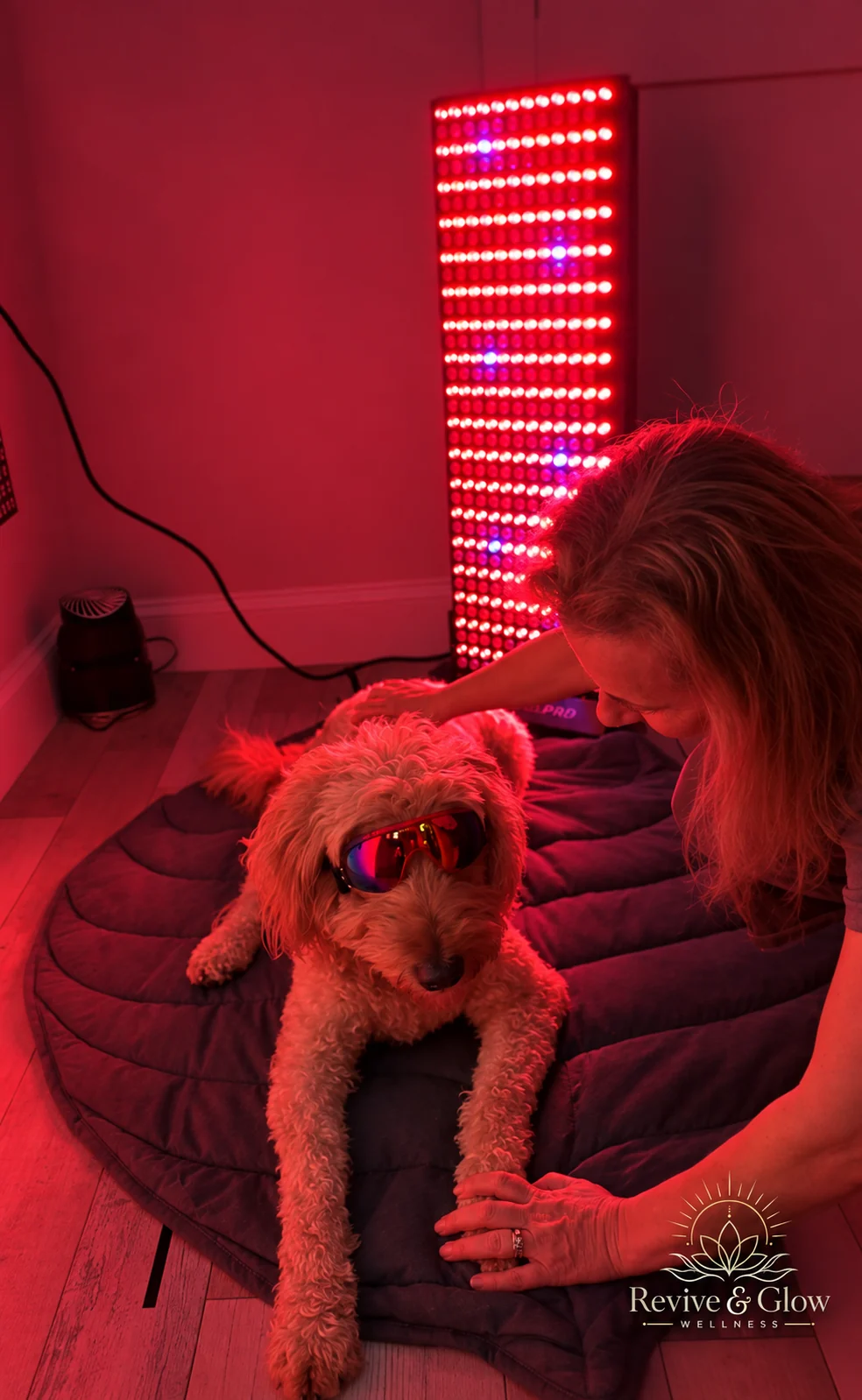 A dog with a companion during Pet Red Light Therapy at Revive & Glow