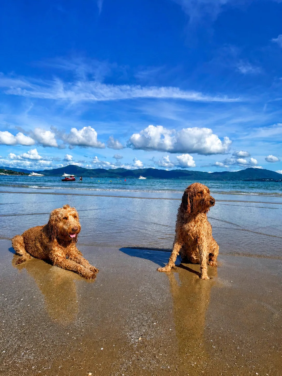 Two happy dogs enjoying a sunny day at the beach