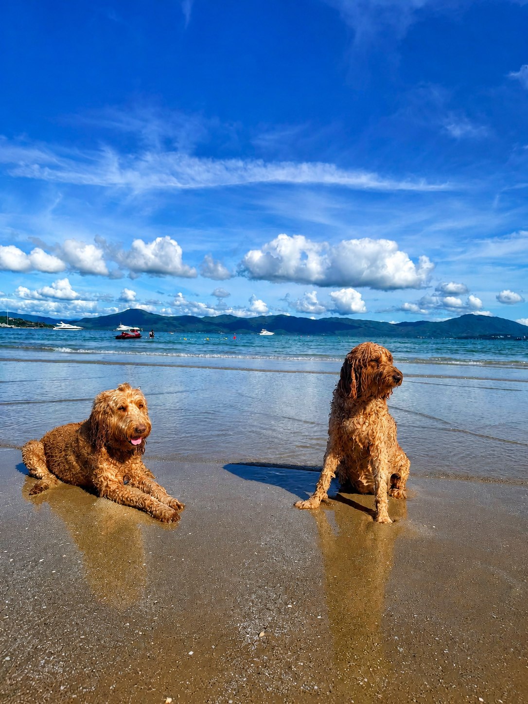 Two happy dogs enjoying a sunny day at the beach